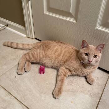 Luke -  Domestic Short Hair Cat for Adoption in Cumming, Georgia - Luke | PetCurious