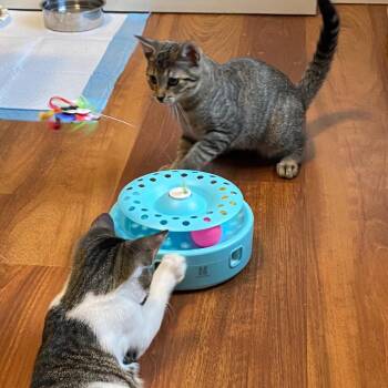 Rescue Tiger Cats for Adoption in West Lafayette, Indiana - Reggie And Rizzo | PetCurious