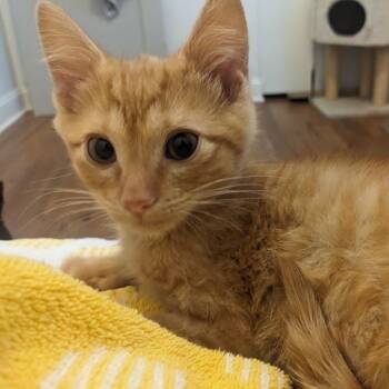 Goggles -  Domestic Short Hair Cat for Adoption in Chicago, Illinois - Goggles | PetCurious