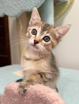 Tibby -  Domestic Short Hair Cat for Adoption in Nashville, Tennessee - Tibby | PetCurious
