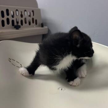 Domestic Short Hair Cats Available for Adoption in Columbus, Georgia - Jazz | PetCurious
