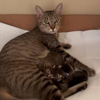 Betty -  Domestic Short Hair Cat for Adoption in Houston, Texas - Betty | PetCurious