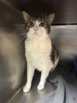 miyagi -  Domestic Short Hair Cat for Adoption in Waverly, Tennessee - Miyagi | PetCurious