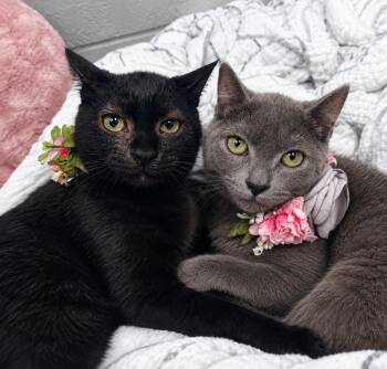 Margarita and Martini -  Russian Blue and Bombay Cat for Adoption in Burlington, North Carolina - Margarita And Martini | PetCurious