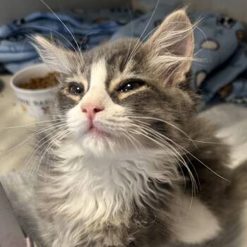 Puck -  Domestic Short Hair Cat for Adoption in Middletown, New York - Puck | PetCurious