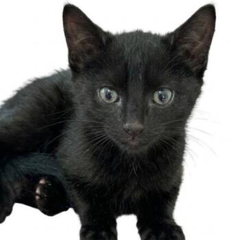 Purrsy -  Domestic Short Hair Cat for Adoption in NEW PT RICHEY, Florida - Purrsy | PetCurious