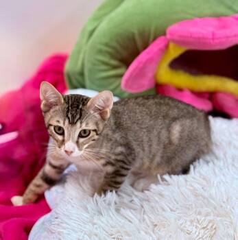 Sun -  Tabby Cat for Adoption in St. Cloud, Florida - Sun | PetCurious