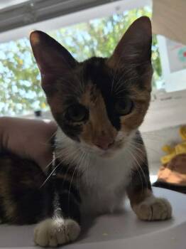 Treasure -  Domestic Short Hair Cat for Adoption in Bolivar, Missouri - Treasure | PetCurious