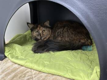 Domestic Long Hair Cats Available for Adoption in Ontario, California - FREESIA | PetCurious