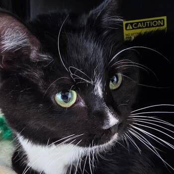 Calamity -  Domestic Short Hair Cat Available for Adoption in Port Angeles, Washington - Calamity | PetCurious