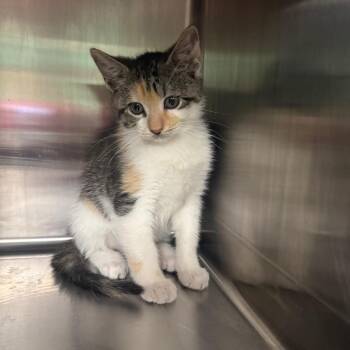 Mantis 9362 -  Domestic Short Hair Cat for Adoption in Hamilton, Georgia - Mantis 9362 | PetCurious