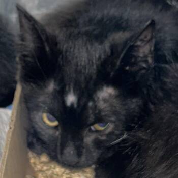 Night -  Domestic Short Hair Cat for Adoption in Newark, New Jersey - Night | PetCurious