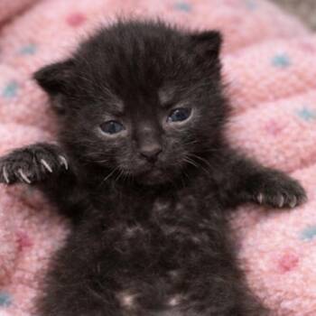 American Shorthair Cats Available for Adoption in Monroe, Michigan - Jazz | PetCurious