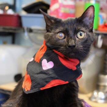 Domestic Short Hair Cats Available for Adoption - Margie | PetCurious
