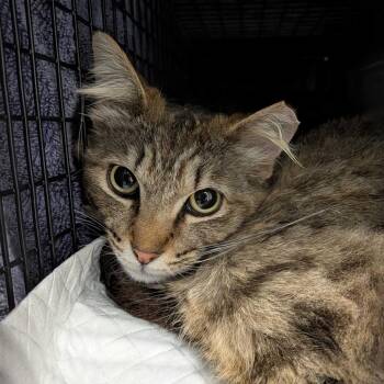 Domestic Medium Hair Cats Available for Adoption in Redwood City, California - Raff | PetCurious