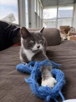 Charlotte -  Domestic Short Hair Cat for Adoption in South Bend, Indiana - Charlotte | PetCurious