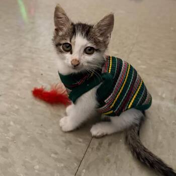 Rev -  Domestic Short Hair Cat for Adoption in San Antonio, Texas - Rev | PetCurious