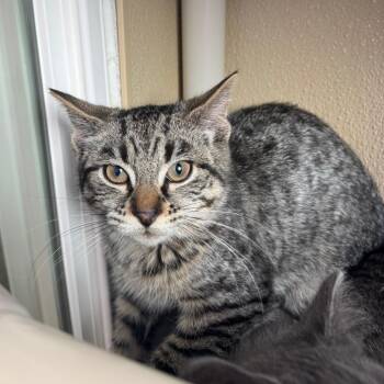 Aston -  Domestic Short Hair Cat for Adoption in Mankato, Minnesota - Aston | PetCurious