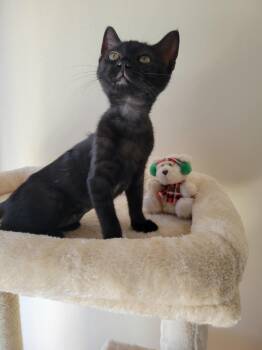 Rescue Bombay Cats for Adoption in Redondo Beach, California - Mia | PetCurious