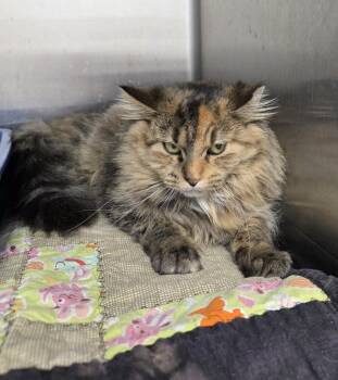 Rescue Domestic Medium Hair Cats for Adoption in Park Rapids, Minnesota - Boo | PetCurious