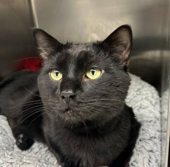 Batman -  Domestic Short Hair Cat for Adoption in Golden, Colorado - Batman | PetCurious