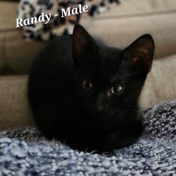 Randy -  Domestic Short Hair Cat for Adoption in Bentonville, Arkansas - Randy | PetCurious