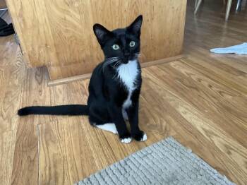 Goose -  Domestic Short Hair Cat for Adoption in San Diego, California - Goose | PetCurious