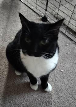 Domestic Short Hair Cats Available for Adoption - Bitsy | PetCurious