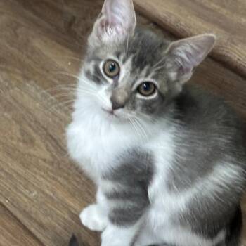 Gretchen Maloney -  Domestic Medium Hair and Tabby Cat for Adoption in Morrison, Colorado - Gretchen Maloney | PetCurious