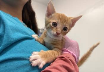 Parker -  Domestic Short Hair Cat for Adoption in New York, New York - Parker | PetCurious
