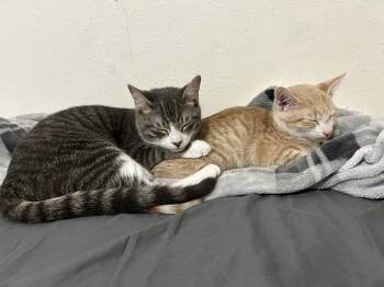 Yosi & Tofu -  Domestic Short Hair Cat for Adoption in Seven Valleys, Pennsylvania - Yosi & Tofu | PetCurious