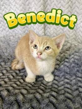 Domestic Short Hair Cats Available for Adoption in Boerne, Texas - Benedict | PetCurious