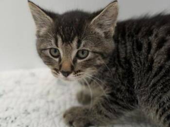 Eduardo -  Domestic Short Hair Cat for Adoption in Portland, Oregon - Eduardo | PetCurious