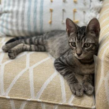 Rescue Domestic Short Hair Cats for Adoption in Pleasanton, California - Theo | PetCurious