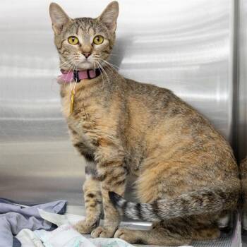 CIRCE -  Domestic Short Hair Cat for Adoption in St. Louis, Missouri - CIRCE | PetCurious