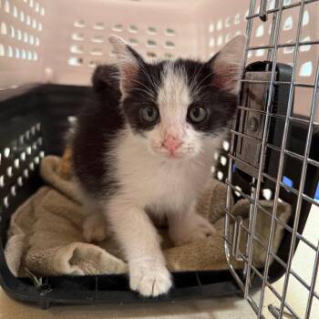 Sid -  Domestic Medium Hair Cat for Adoption in Goleta, California - Sid | PetCurious