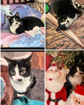 Mittens- Courtesy Post -  Tuxedo Cat for Adoption in Denison, Texas - Mittens- Courtesy Post | PetCurious