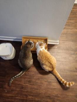 Jackie & Wilson (bonded pair) -  Domestic Short Hair and Tabby Cat for Adoption in Wheaton, Illinois - Jackie & Wilson (bonded Pair) | PetCurious