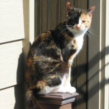 Domestic Short Hair Cats Available for Adoption in Rochester, Minnesota - Karmela | PetCurious