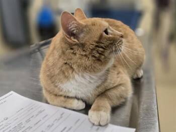 Domestic Short Hair Cats Available for Adoption - GAVIN | PetCurious