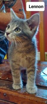 Lennon Go. -  Domestic Medium Hair Cat for Adoption in West Peoria, Illinois - Lennon Go. | PetCurious