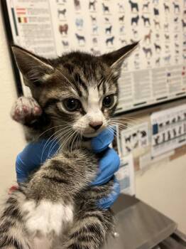 CHILI -  Domestic Short Hair Cat for Adoption in Long Beach, California - CHILI | PetCurious