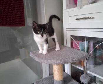 Audrey -  Domestic Short Hair Cat for Adoption in East Amwell Township, New Jersey - Audrey | PetCurious