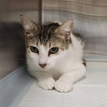 Domestic Short Hair Cats Available for Adoption in Clearwater, Florida - Pigeon | PetCurious