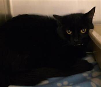 Domestic Short Hair Cats Available for Adoption in West Valley City, Utah - STARMIE | PetCurious