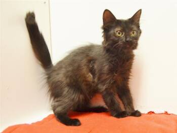 Domestic Short Hair Cats Available for Adoption - JASMINE | PetCurious