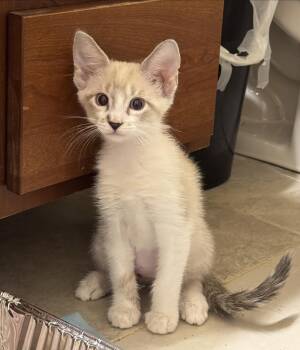 Venus -  Siamese Cat for Adoption in Noble, Oklahoma - Venus | PetCurious