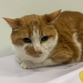 Evy -  Domestic Short Hair Cat for Adoption in Saint Paul, Minnesota - Evy | PetCurious