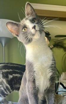 Anthony -  Tuxedo and Domestic Short Hair Cat for Adoption - Anthony | PetCurious