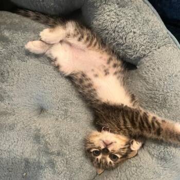 Domestic Short Hair Cats Available for Adoption in Evanston, Illinois - Marker | PetCurious